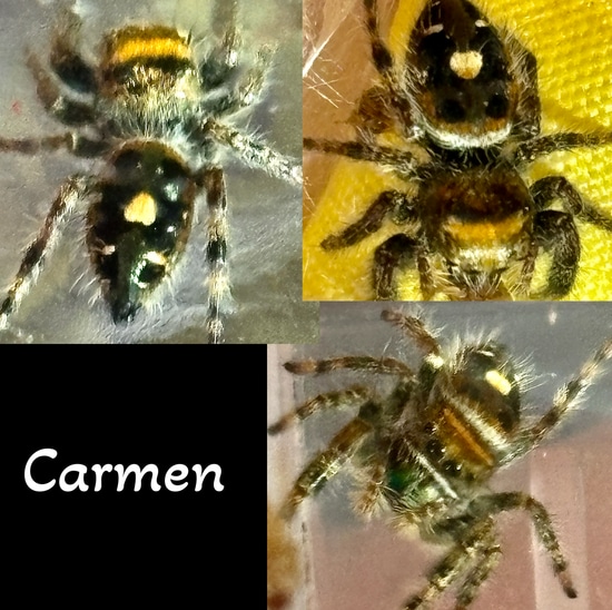Phidippus Audax Juvenile Rare Copper Color Jumping Spider by Ava Joe ...