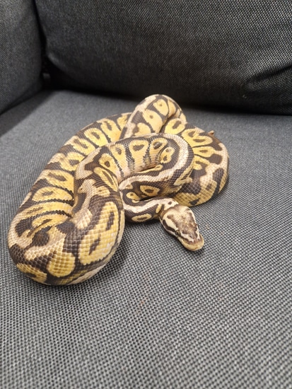 Super Pastel Spotnose Ball Python by Alien Morphs 👽