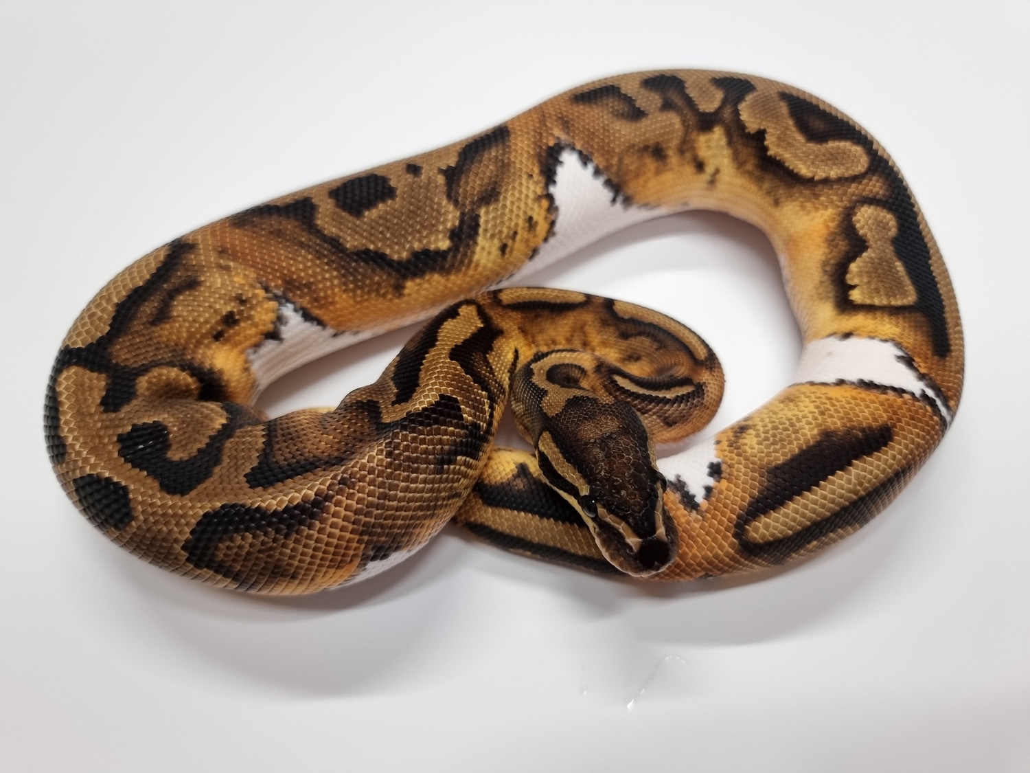 Pied 100% Het Black Axanthic Ball Python by Samsons Serpents - MorphMarket
