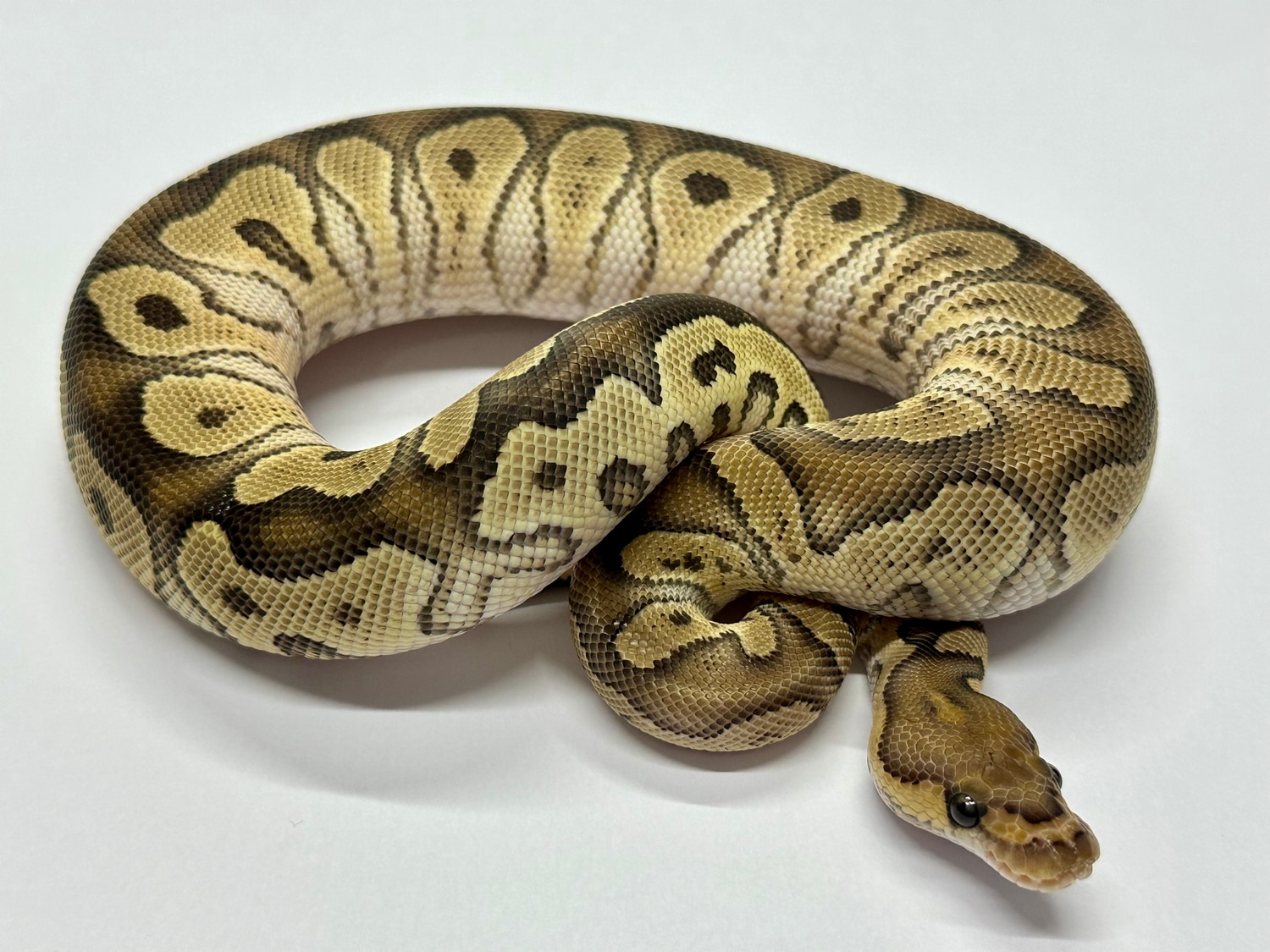 Phantom Clown Ball Python by Samsons Serpents - MorphMarket