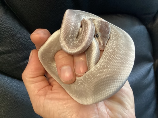 Ghi Mojave Phantom (Aka Ghi Purple Passion) Ball Python by Arthog Gecko ...