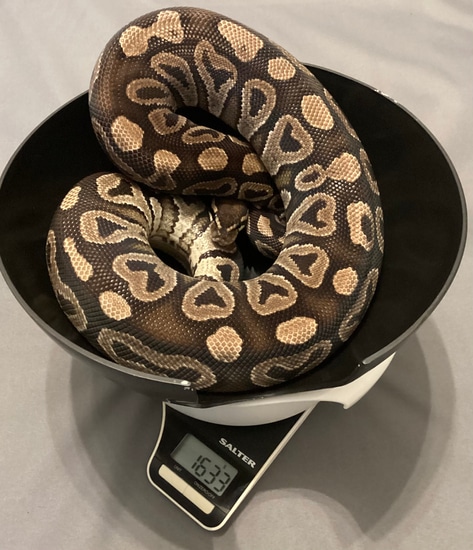 PHANTOM Ball Python by Arthog Gecko’s & Royal Pythons