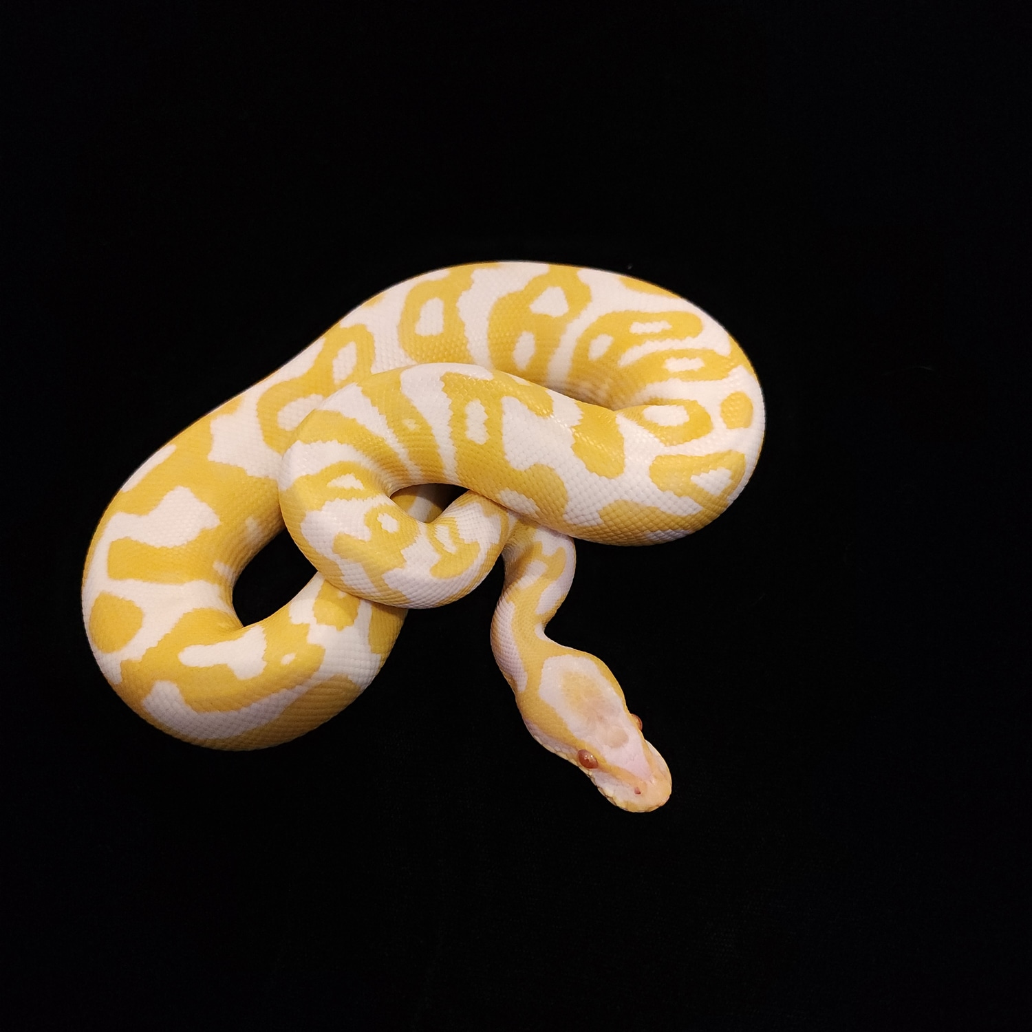 2022 Leopard Albino FREE SHIPPING Ball Python by Above Below Exotics ...