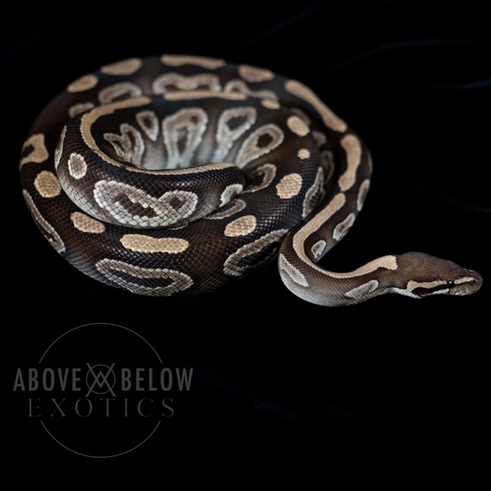 Mojave PB Ball Python by Above Below Exotics
