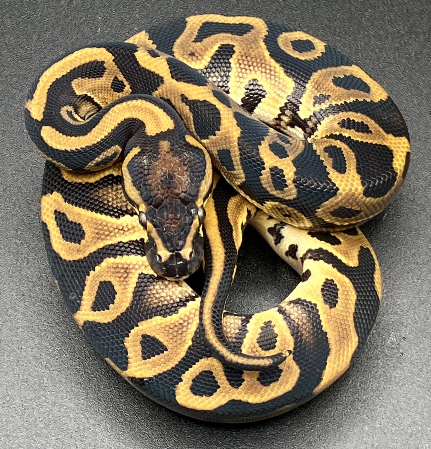 Leopard Het Pied Ball Python by Sanctum reptiles - MorphMarket