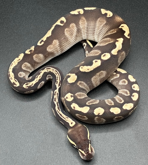 Mojave GHI Het Albino Ball Python by Sanctum Reptiles LLC