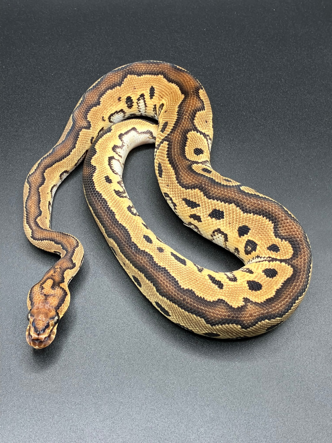 Clown Ball Python by Sanctum Reptiles LLC MorphMarket