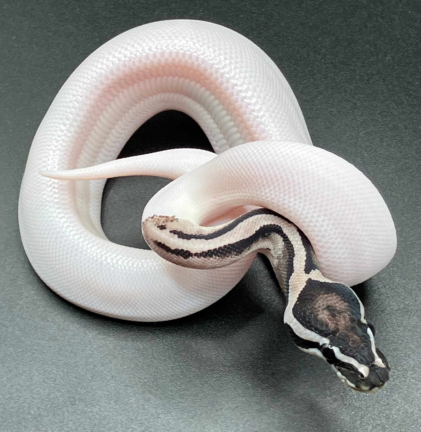 😍 Axanthic VPI Pied 😍 Ball Python by Sanctum Reptiles LLC - MorphMarket