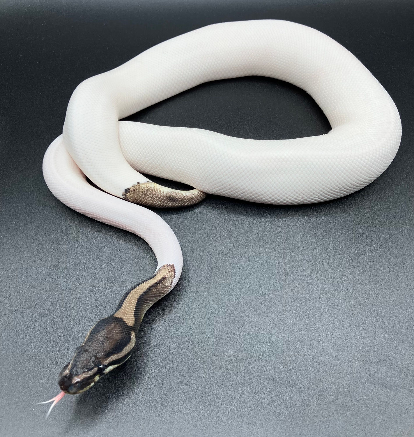 Axanthic VPI Pied Ball Python by Sanctum Reptiles LLC - MorphMarket