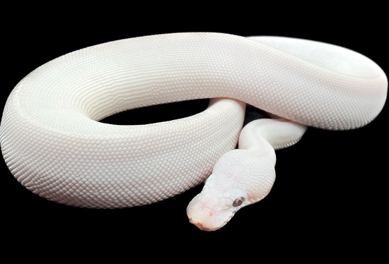 B.E.L (Red Pupils) Female 🔥 Ball Python by Sanctum Reptiles LLC