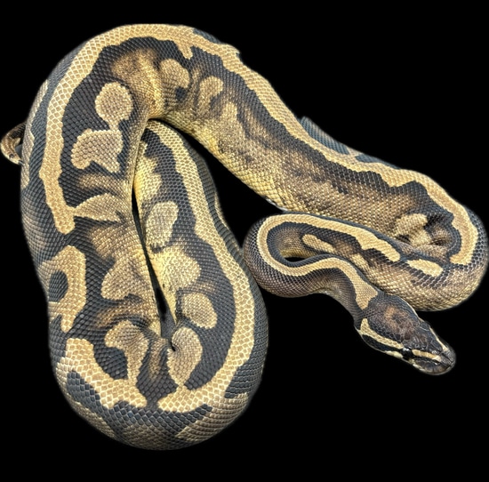 Pied Female *Low White* Sweet Pattern! Size! Ball Python by Sanctum ...