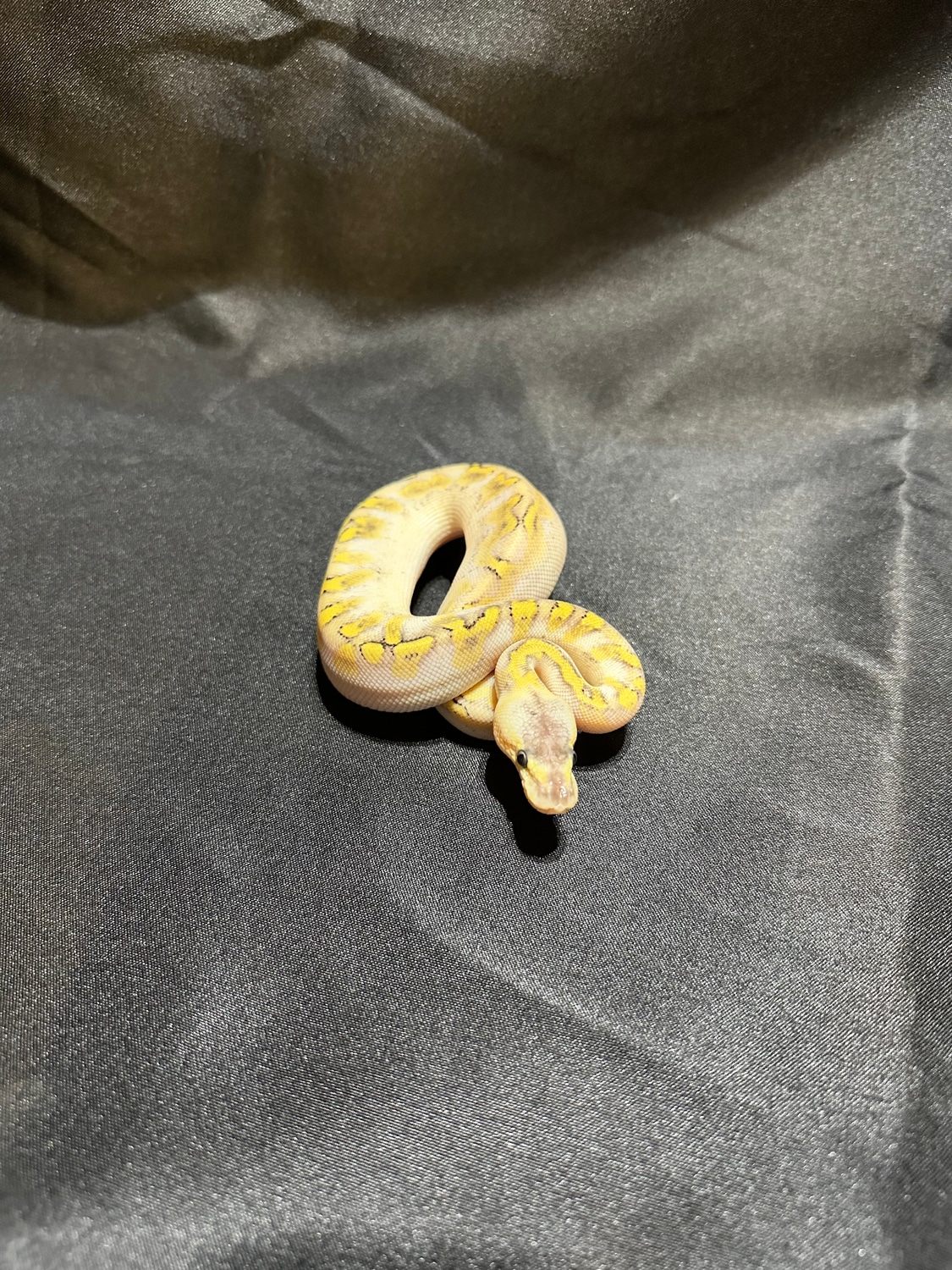 Pastel Champagne Enchi 100% Het Hypo Ball Python by S and H Exotics ...