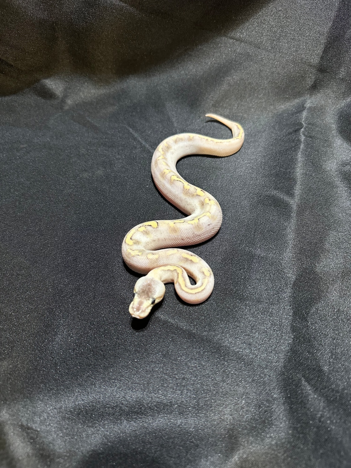 Pastel Champagne Enchi 100% Het Hypo Ball Python by S and H Exotics ...
