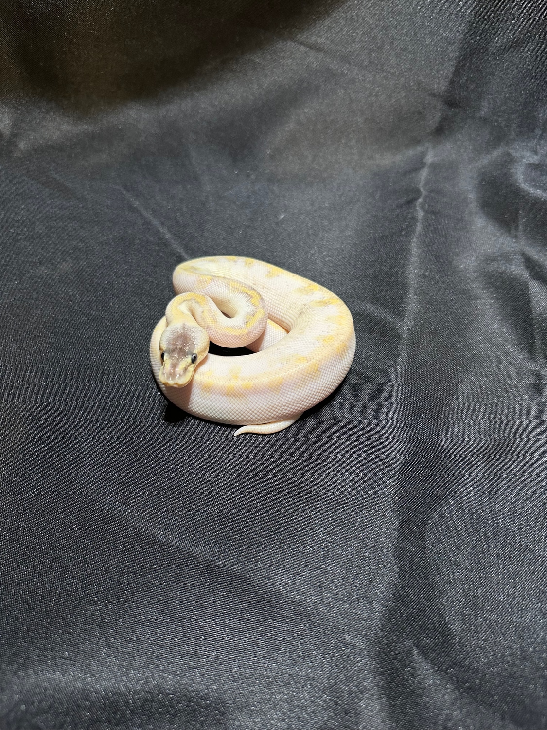 Pastel Champagne 100% Het Hypo Ball Python by S and H Exotics - MorphMarket