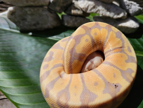 Banana Ball Python by Sand & Surf Reptiles