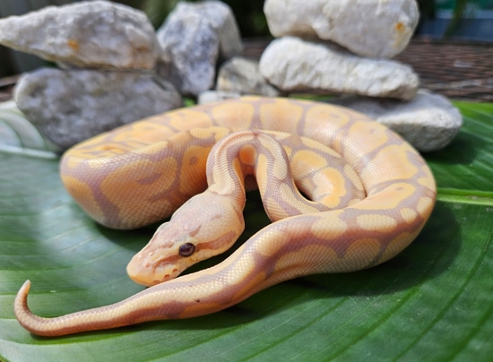 Banana Ball Python by Sand & Surf Reptiles