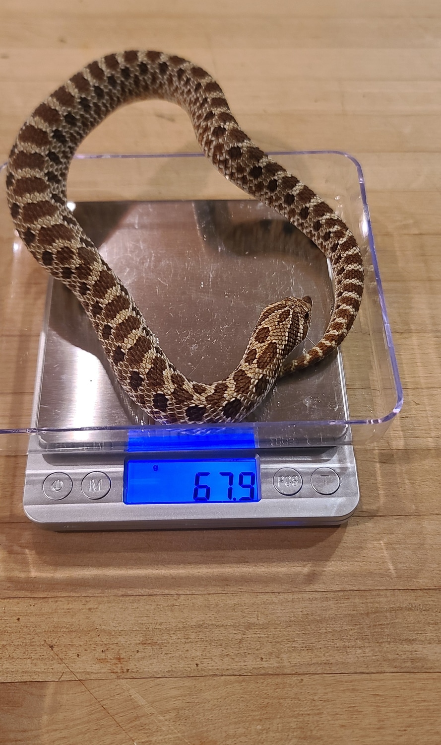 Nashville Reptiles's Collection MorphMarket