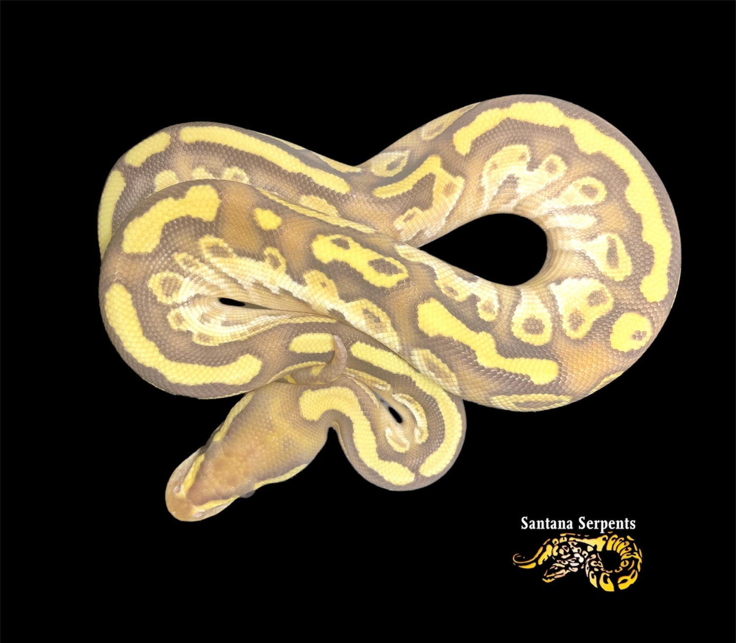 Pastel Lesser Orange Dream Pos Het Albino Ball Python by Santana ...
