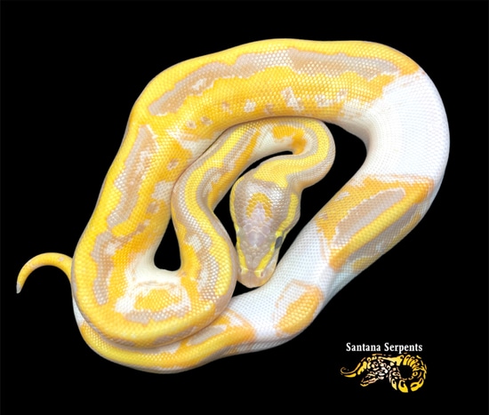Banana Leopard Fire Python Banana Leopard Fire Pied Pos Het Albino Genetic Stripe Ball Python by ...