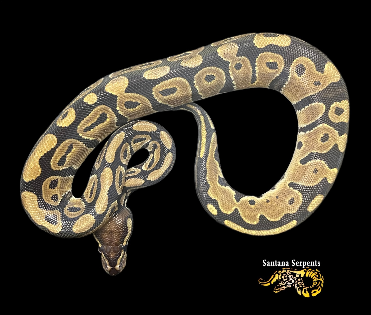 Normal Het Pied Ball Python by Santana Serpents - MorphMarket