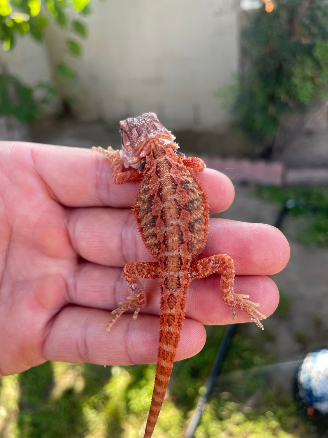 Red Hypo Translucent Central Bearded Dragon by Sapphire Dragons MorphMarket