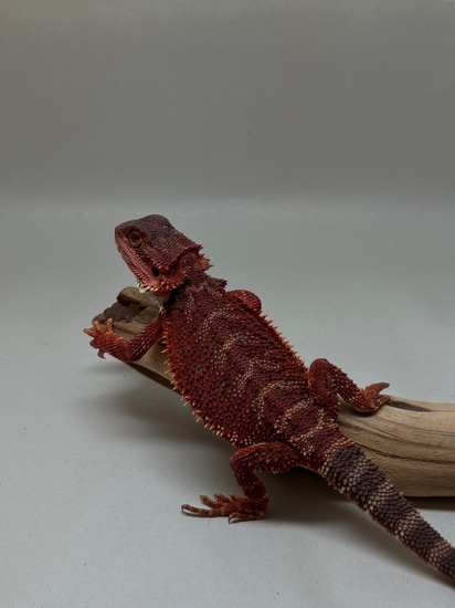 Dark 100% Red Monster Central Bearded Dragon by Sapphire Dragons