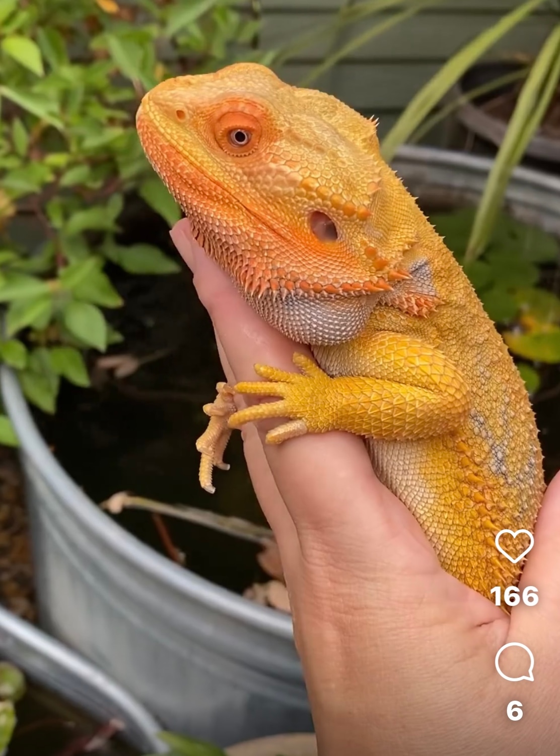 Orange, Hypo, Het Trans Central Bearded Dragon by Surreal Dragons ...