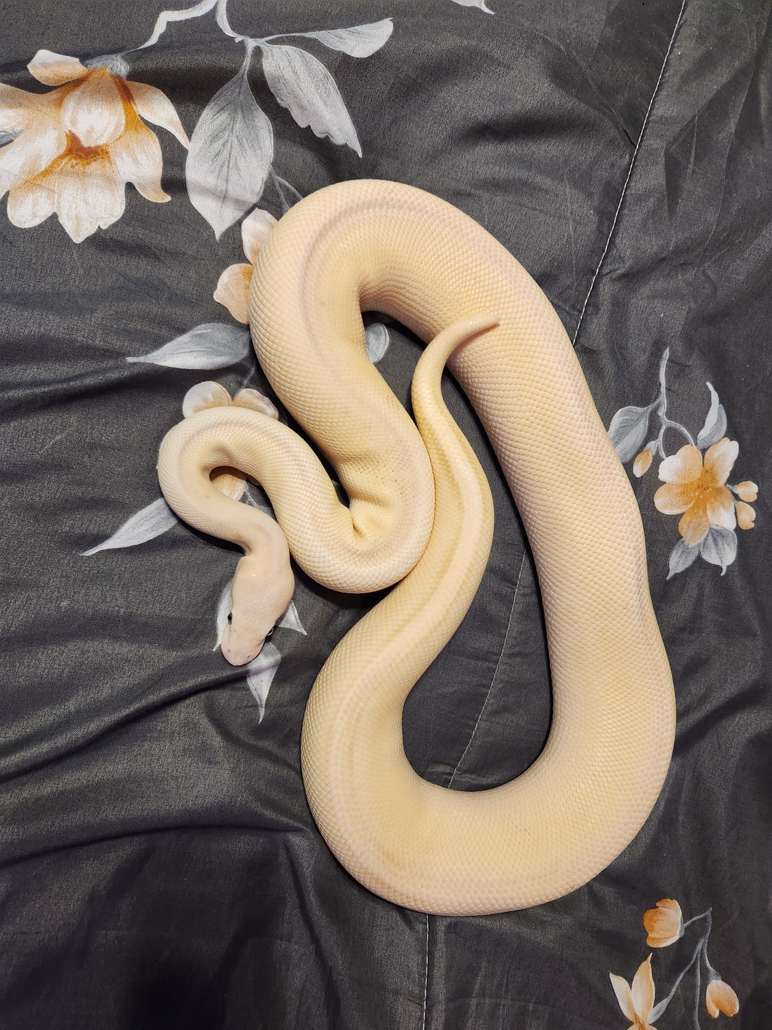Stripe Banana Butter Ball Python by Draconic Exotics MorphMarket