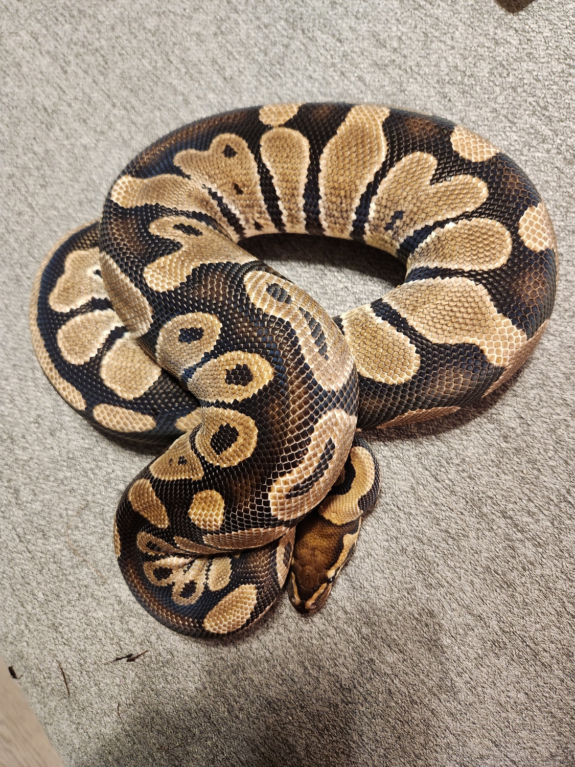 Normal Adult Male Ball Python by Draconic Exotics - MorphMarket