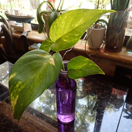 Golden Pothos (Rooted) Terrarium Plant