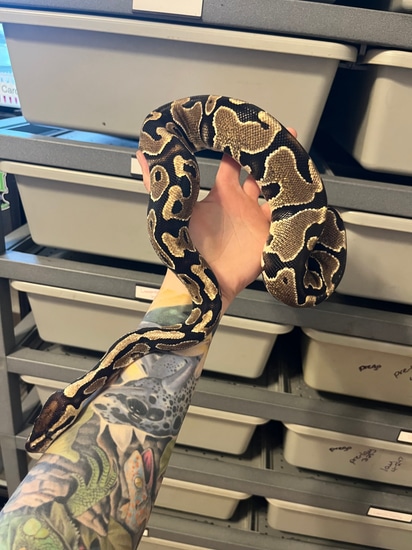 Jungle Woma Yellowbelly 100% Het Pied Ball Python by sHe Morphs