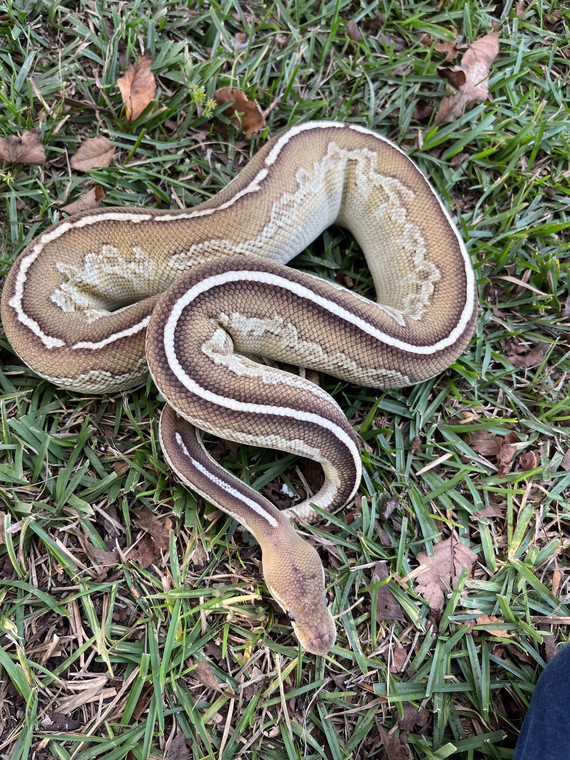Blackhead Fire Black Pastel Lesser Ball Python by sHe Morphs - MorphMarket