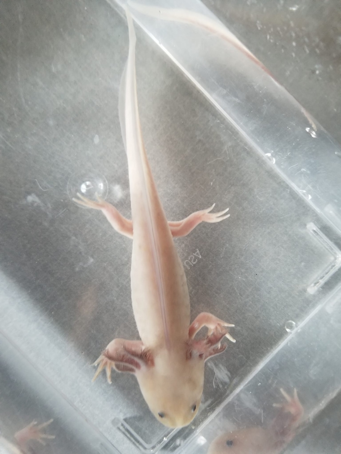 5"6" Hypomelanistic Melanoid Axolotl by Sarah's Salamanders MorphMarket
