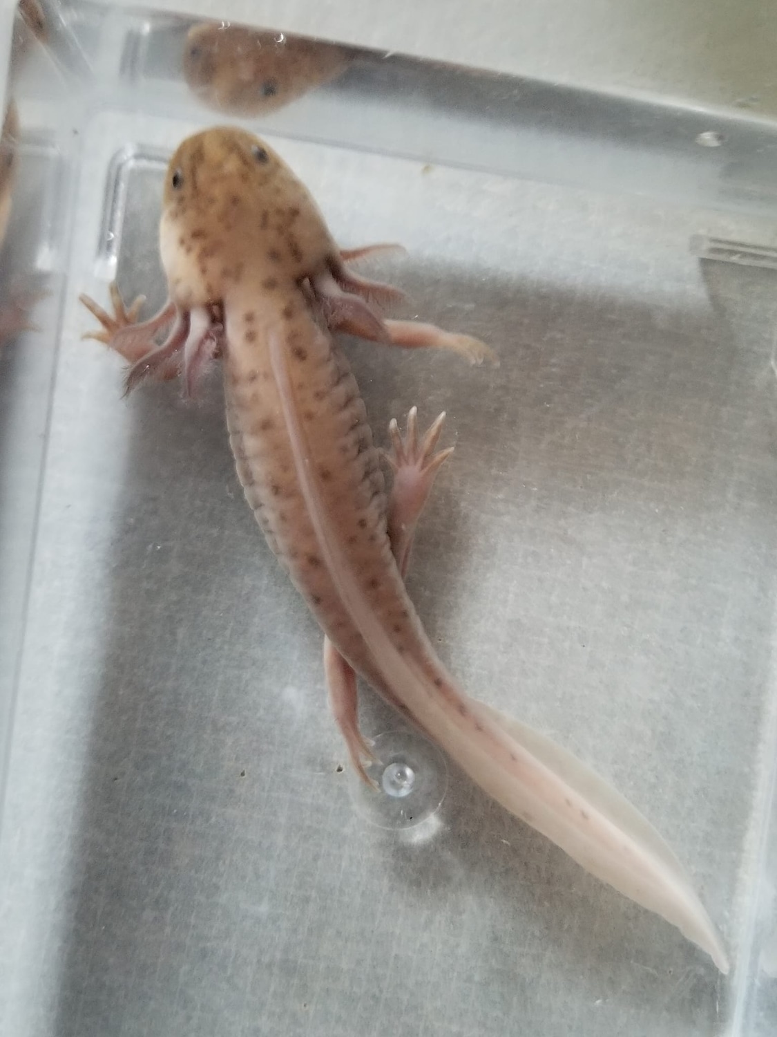 6"7" Spotted Copper Melanoid Axolotl by Sarah's Salamanders MorphMarket