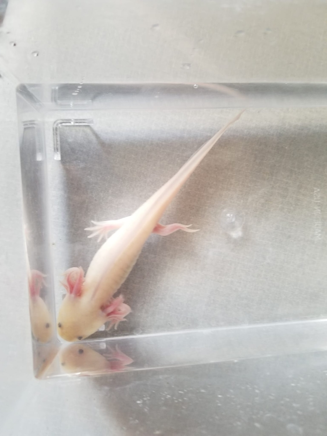6"7" Hypomelanistic Copper Melanoid Axolotl by Sarah's Salamanders MorphMarket