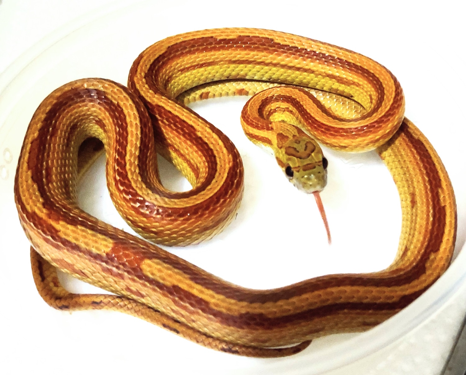 STUNNING Pinstripe Motley Boy! Corn Snake by Sarah's Snake Shop, LLC