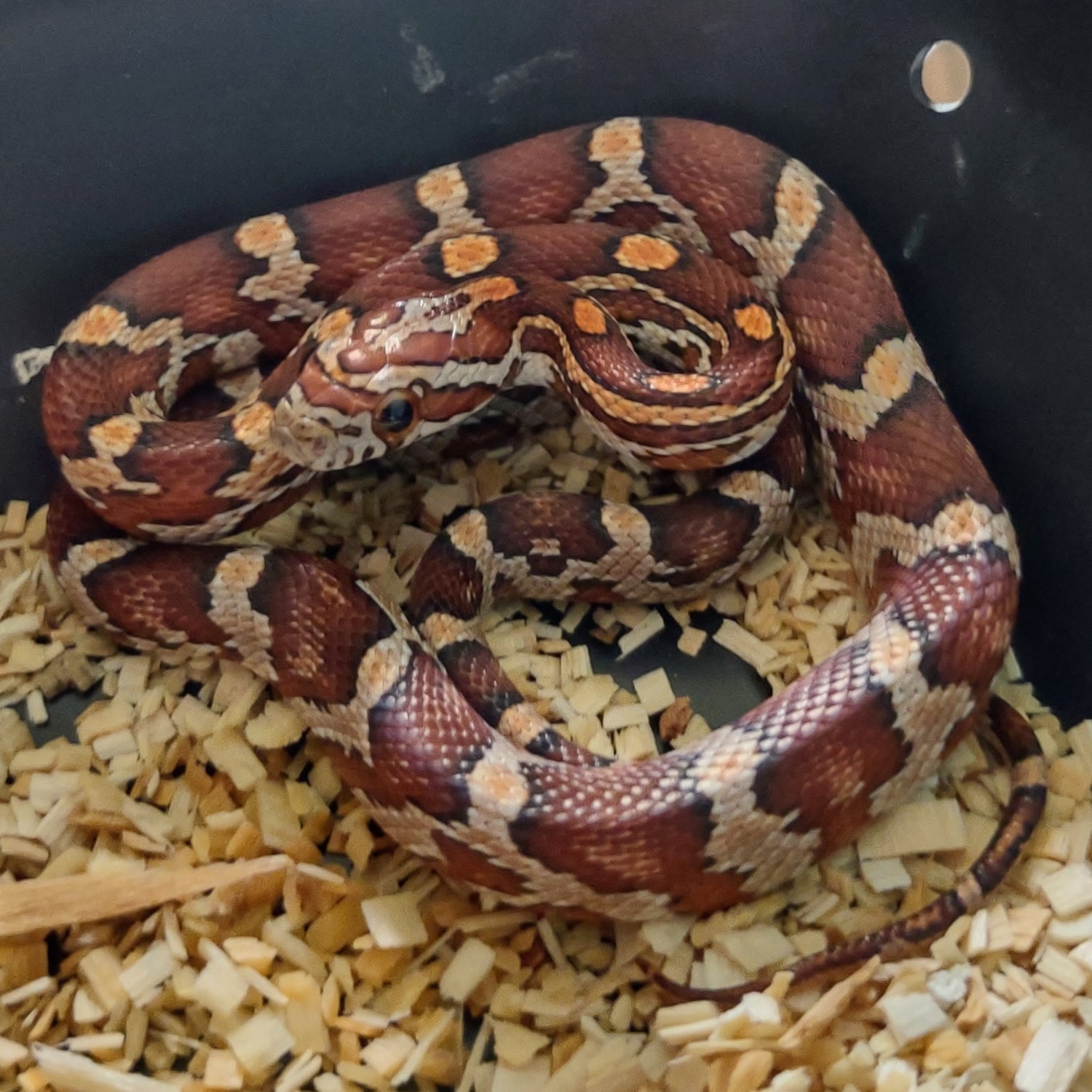 Rootbeer Het SNOW Ph SCALELESS Corn Snake by Sarah's Snake Shop, LLC ...