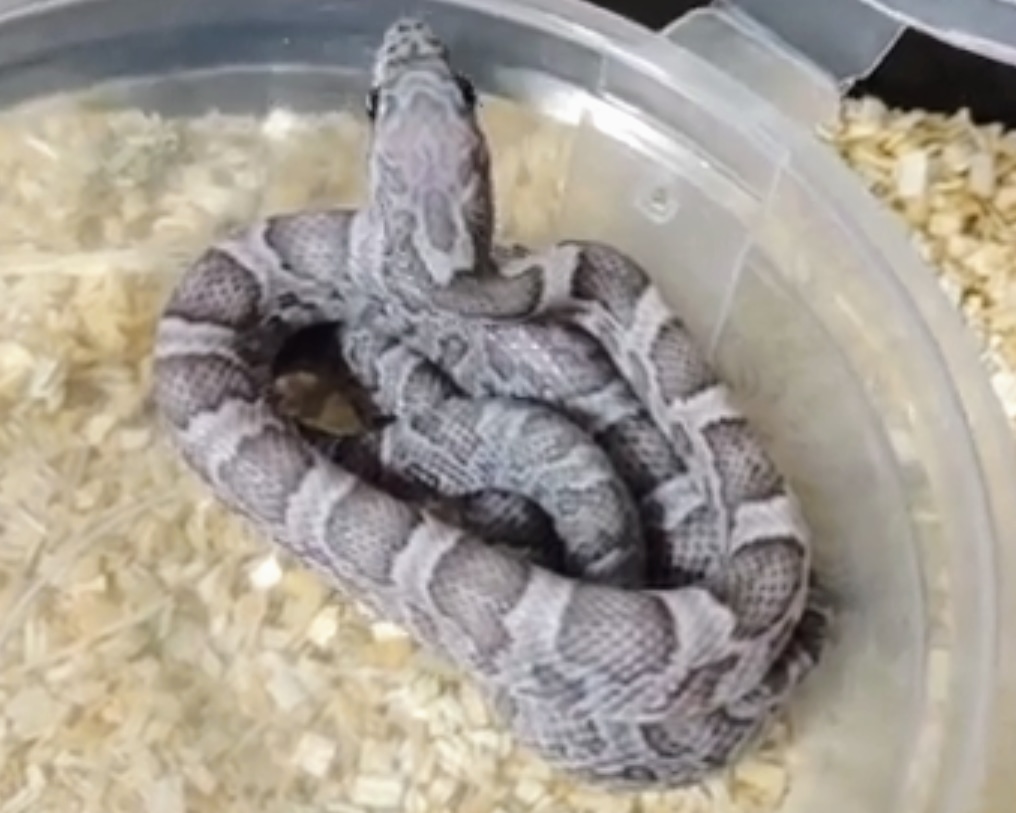 Sk Charcoal! Corn Snake by Sarah's Snake Shop, LLC MorphMarket