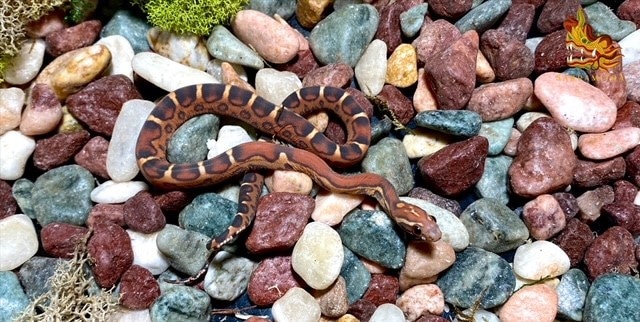 Female 2022 Scaleless Het Amel Het Motley Corn Snake by Sarpamitra LLC ... Scaleless Corn Snake Price