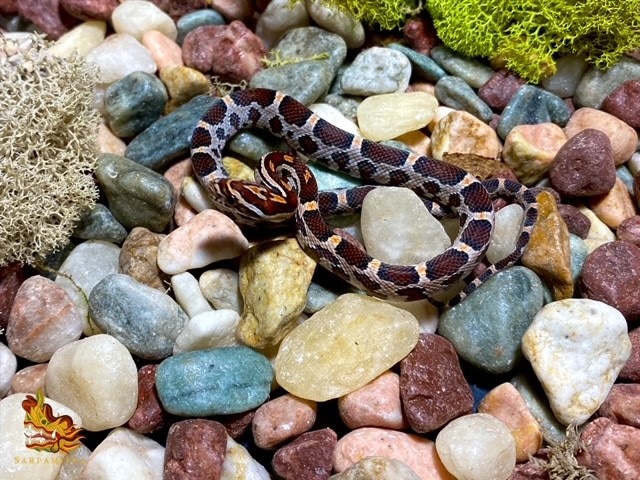 Female 2022 SMR Lineage Het Scaleless Corn Snake by Sarpamitra LLC ... Scaleless Corn Snake Price