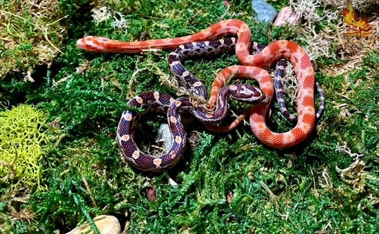 Female 2022 Amel Het Scaleless Motley Corn Snake by Sarpamitra LLC ... Scaleless Corn Snake Price