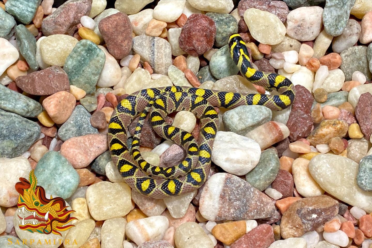 2022 CBB Female Northern Sichuan Locale (E. Mandarinus) Mandarin Rat
