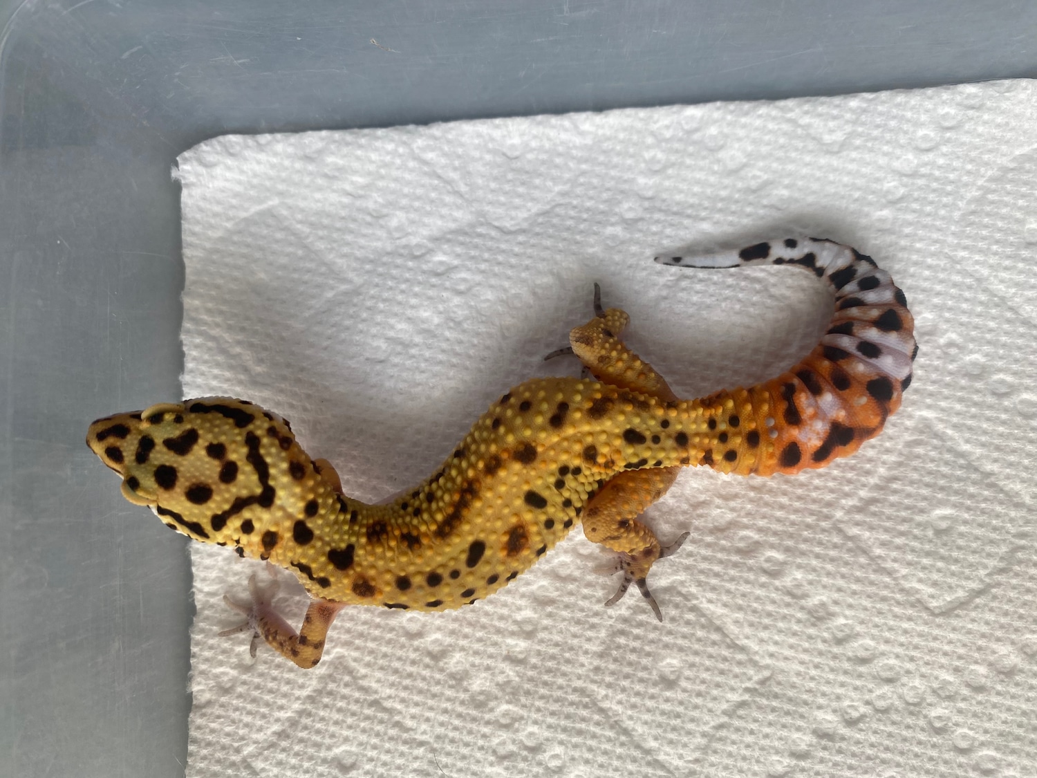 Joker Project Leopard Gecko by SaSobek Reptiles MorphMarket