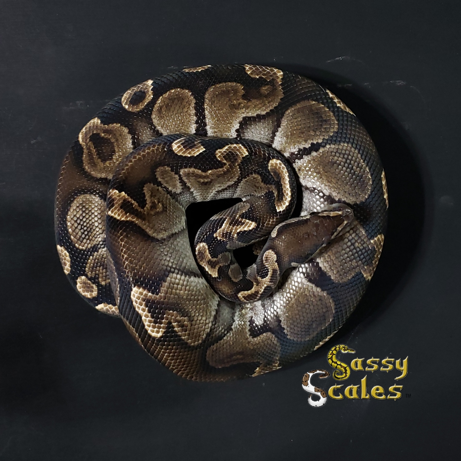 GHI 100% Het VPI Axanthic PROVEN Ball Python by Sassy Scales - MorphMarket