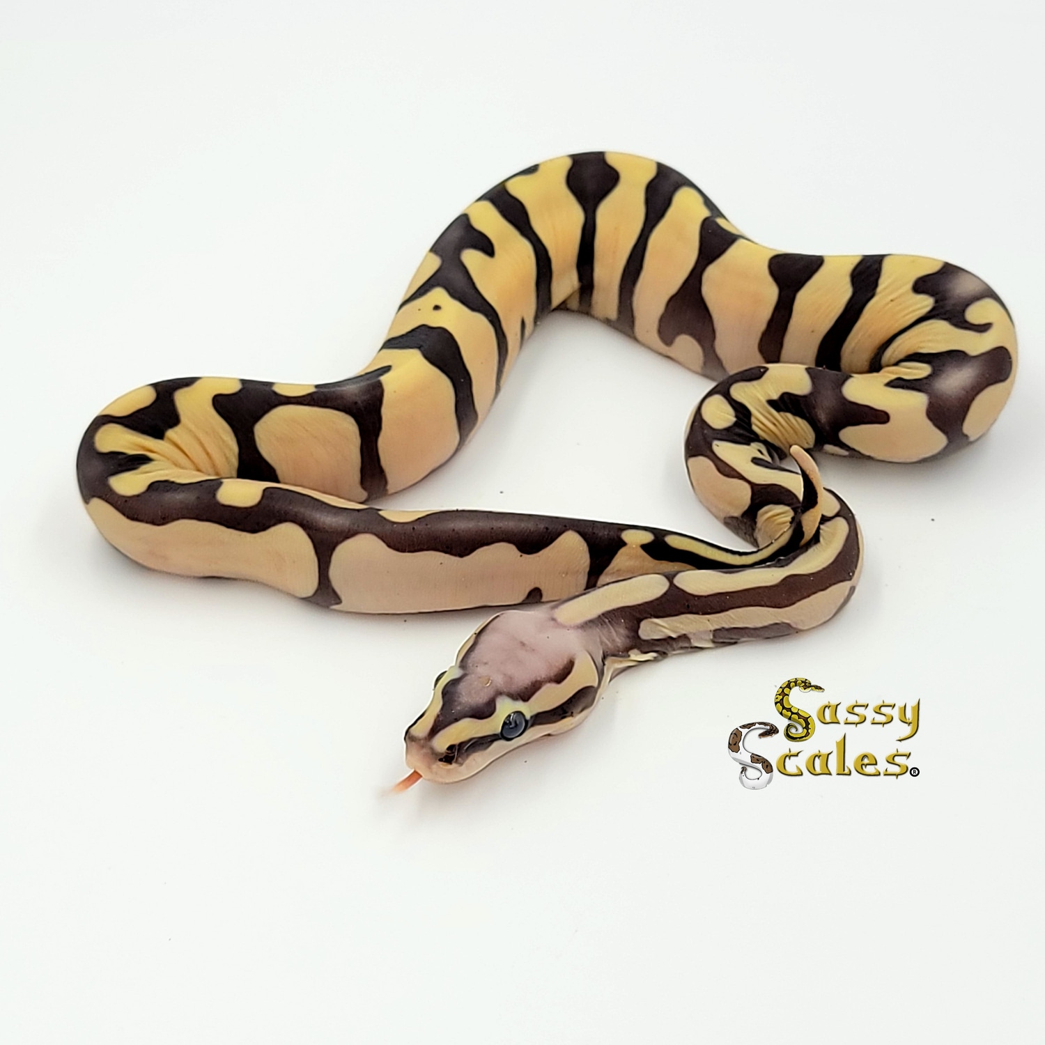 Pastel Scaleless 50% Ph Albino Ball Python by Sassy Scales - MorphMarket