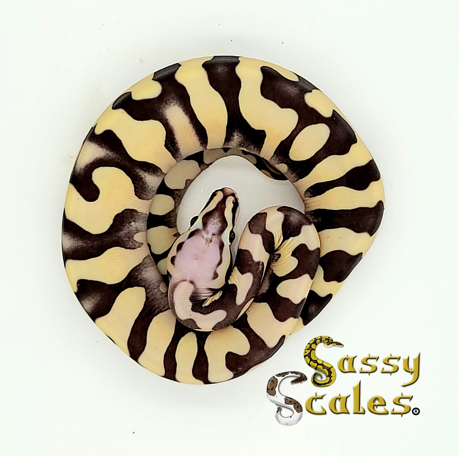 Scaleless YB Pastel Ball Python by Sassy Scales - MorphMarket