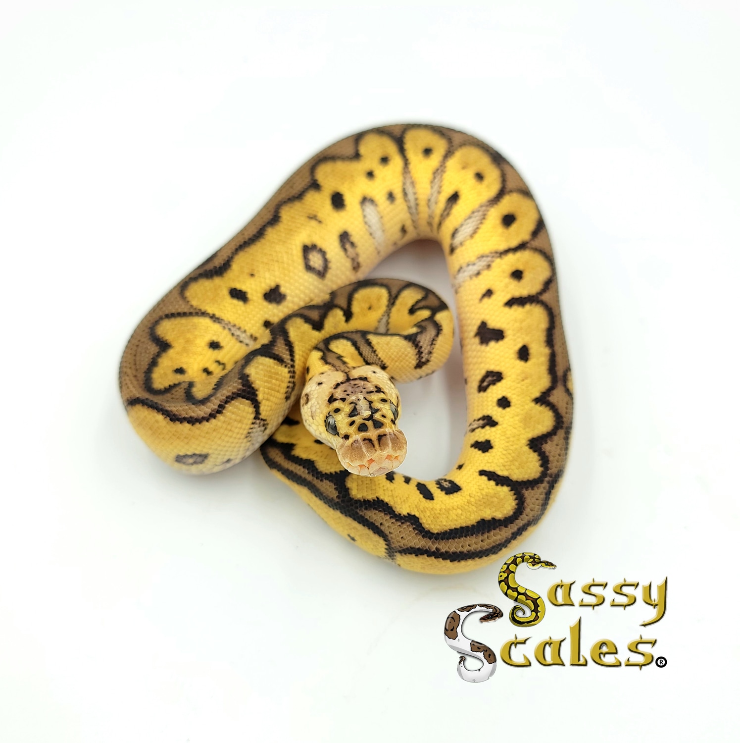 Pastel Clown Ball Python by Sassy Scales - MorphMarket