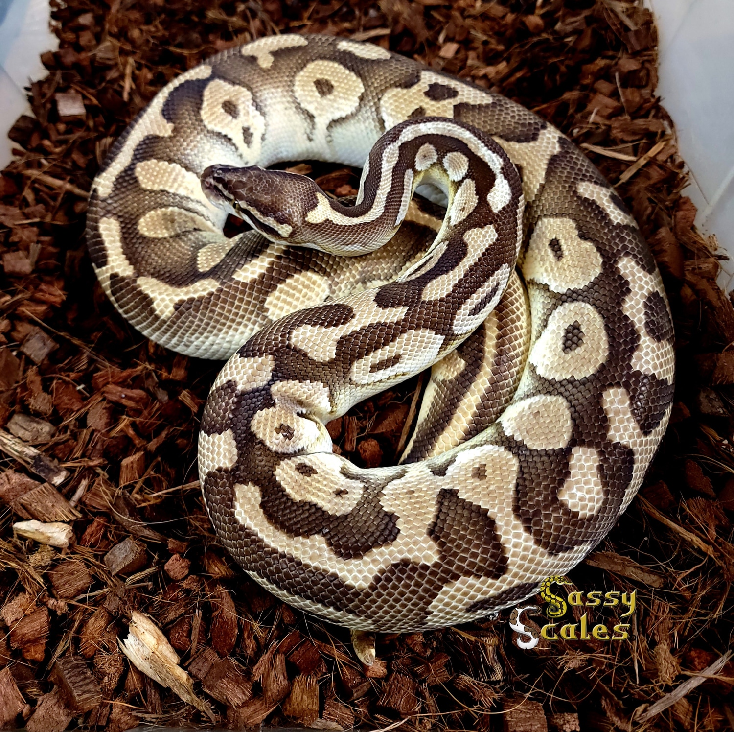 Pastel Lesser Breeder Ball Python by Sassy Scales - MorphMarket