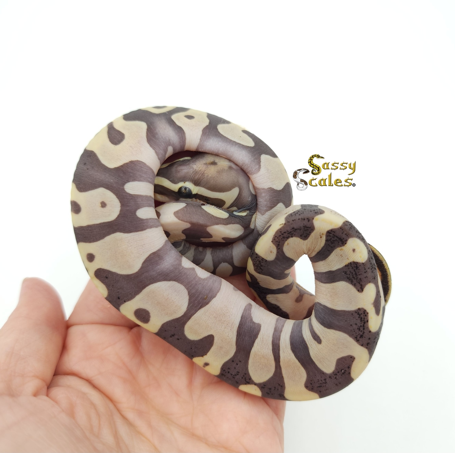 Scaleless Yellow Belly Ball Python by Sassy Scales - MorphMarket
