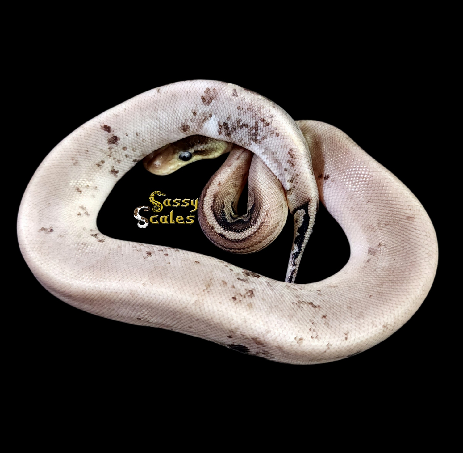 Paradox Champagne Gargoyle Poss Pastel Ball Python by Sassy Scales ...